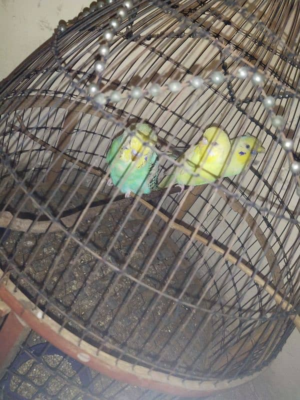 3 budgie parrots for sale with cage 2