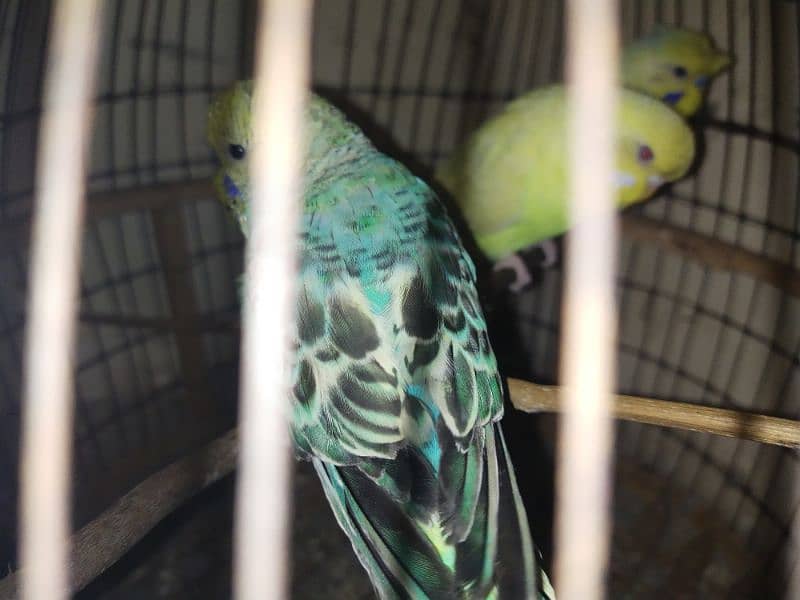 3 budgie parrots for sale with cage 3