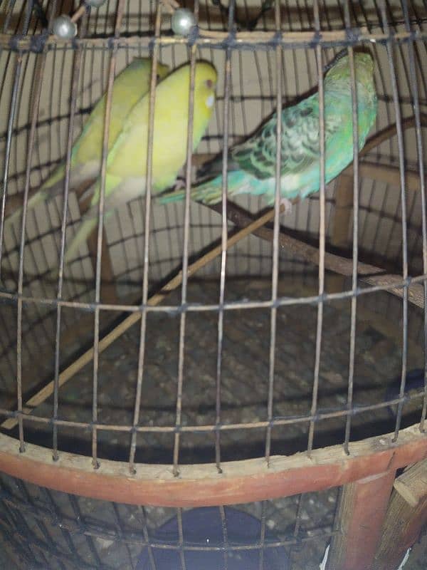 3 budgie parrots for sale with cage 4