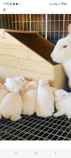 imported newzealand white bunnies & adult pairs nd cages