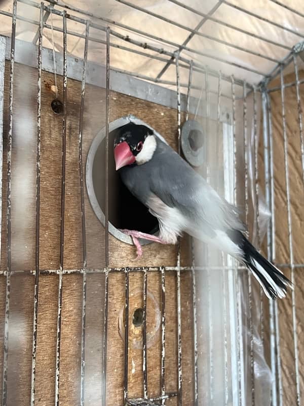 1 piece java for sale breeder 0