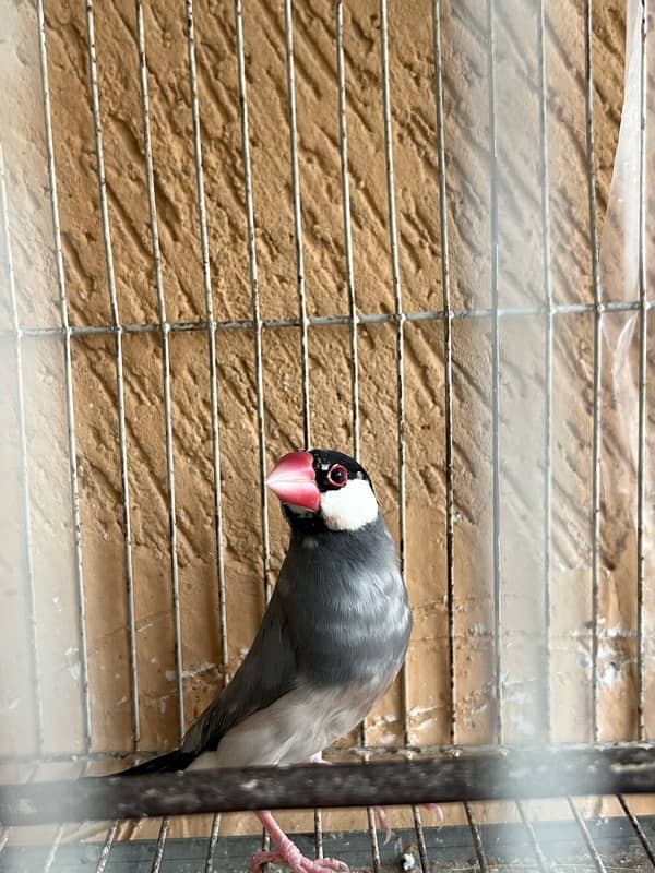 1 piece java for sale breeder 1