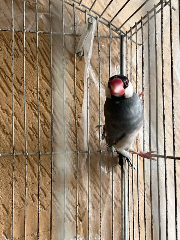 1 piece java for sale breeder 2