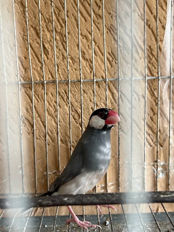 1 piece java for sale breeder 3
