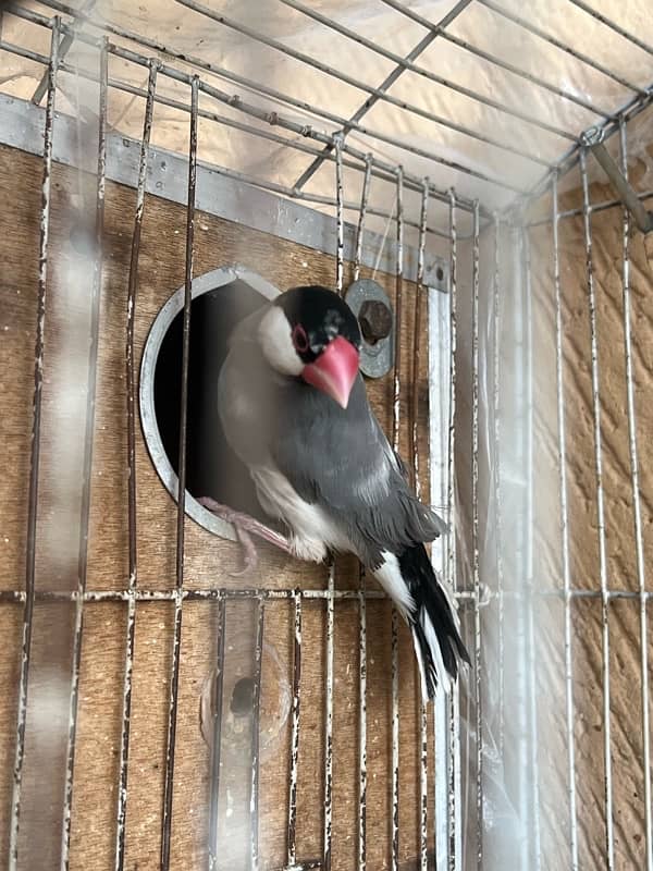 1 piece java for sale breeder 4