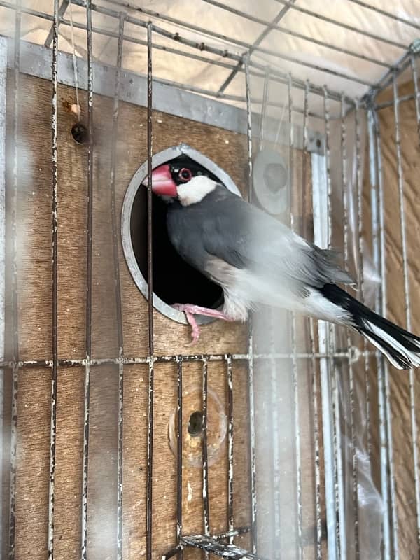 1 piece java for sale breeder 5