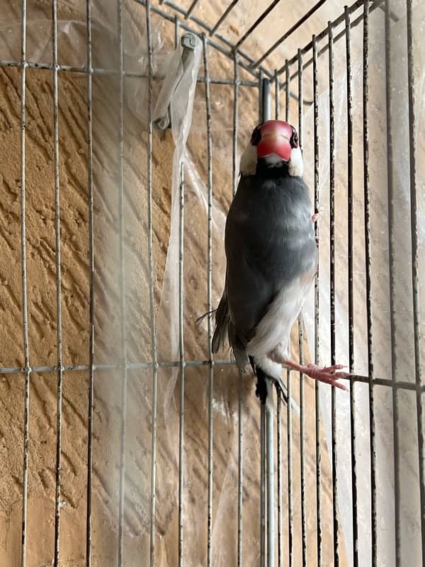 1 piece java for sale breeder 6