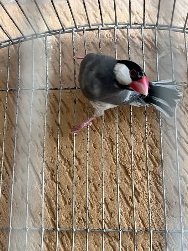 1 piece java for sale breeder 7