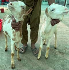 white eyes tedda or brown tedda jori  (male kid)