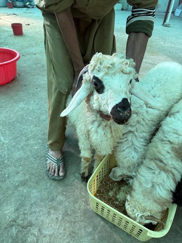 white eyes tedda or brown tedda jori  (male kid) 3