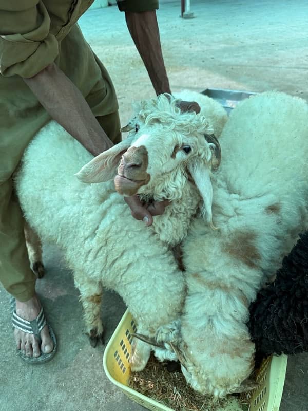 white eyes tedda or brown tedda jori  (male kid) 5