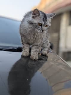 Persian cat