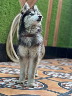 Siberian husky