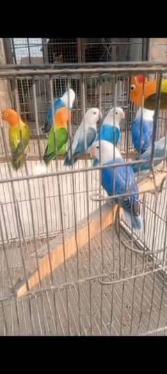 Lovebirds All colors Available