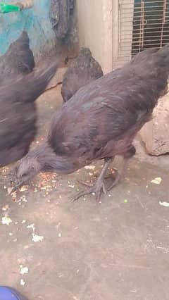 black meet Ayam asmani morgi