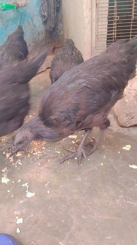 black meet Ayam asmani morgi 0