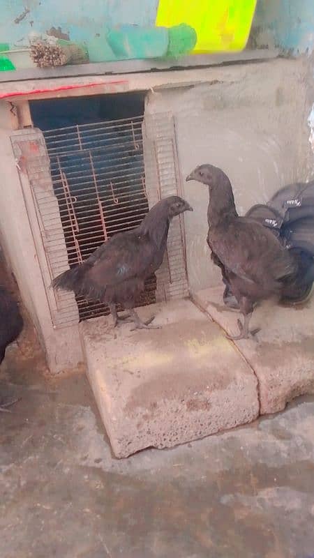 black meet Ayam asmani morgi 1