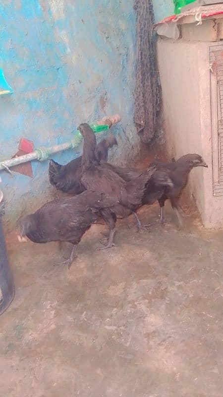 black meet Ayam asmani morgi 2