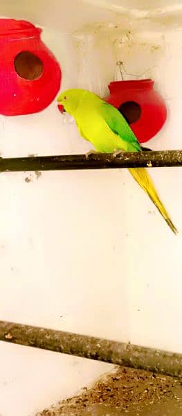 Ringneck Parrot Female For sale 1