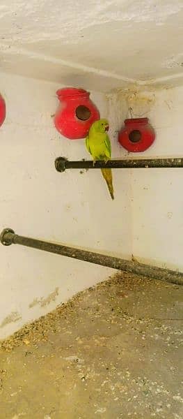 Ringneck Parrot Female For sale 2