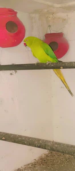 Ringneck Parrot Female For sale 3