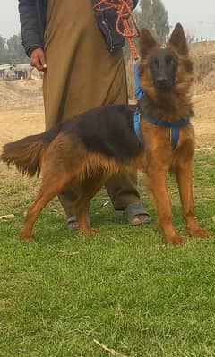 German shepherd double quot Femaleforsale