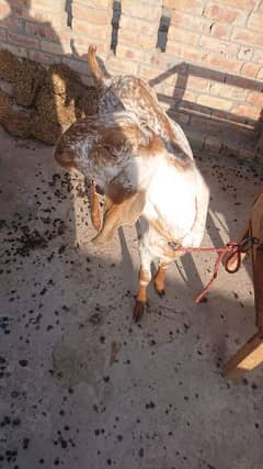 Makkhi Chhina Bakra for sale 03126188317call wahtasp available