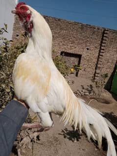 MashaAllah paper white Heera breeder for sale 03137968599