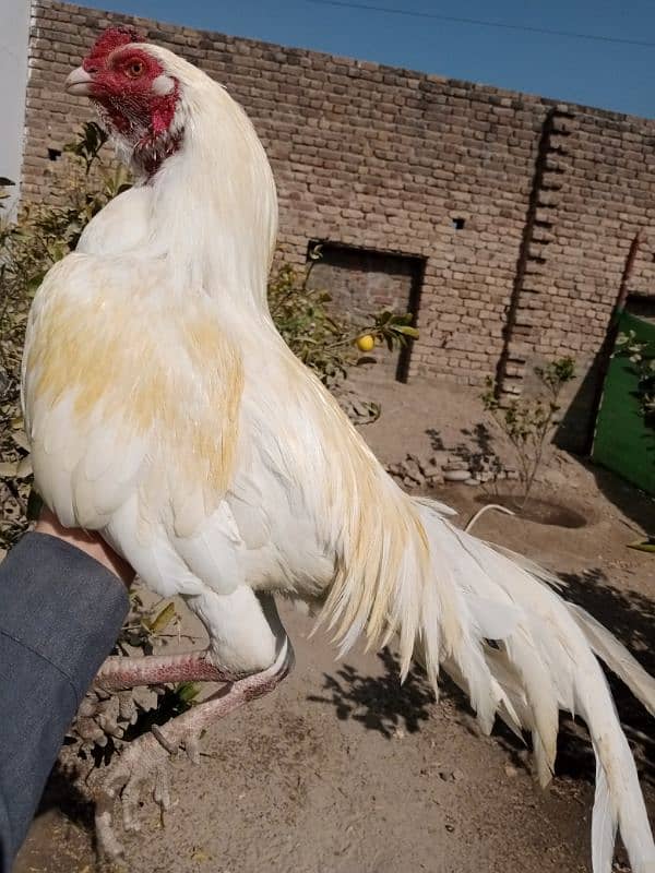 MashaAllah paper white Heera breeder for sale 03137968599 1