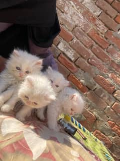 Fluffy Kittens/ Cute kittens/ triple coat/triple coat/Persian kitten