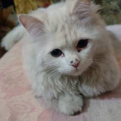 Persian cat