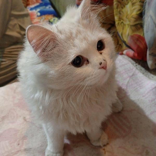 Persian cat 1