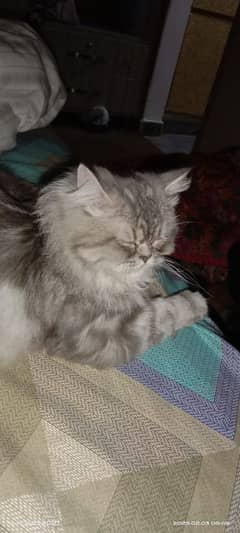 Grey Persian cat available for sale