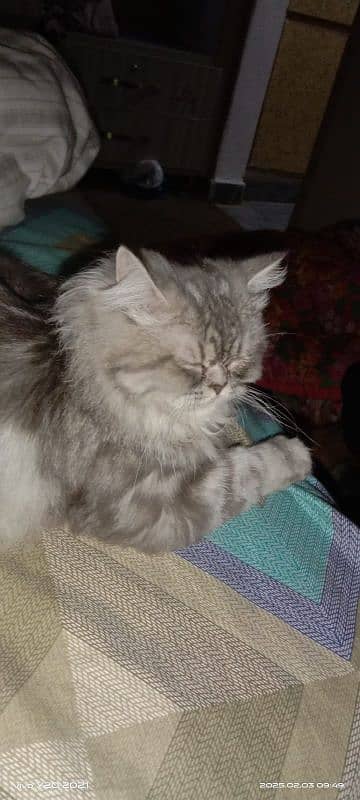 Grey Persian cat available for sale 0