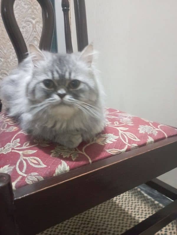 Grey Persian cat available for sale 1