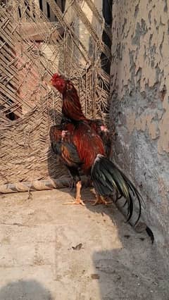 burmi pakoya cross Pakistani