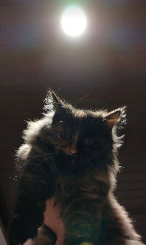 6 months old Persian cat, fully vaccinated for sale 2