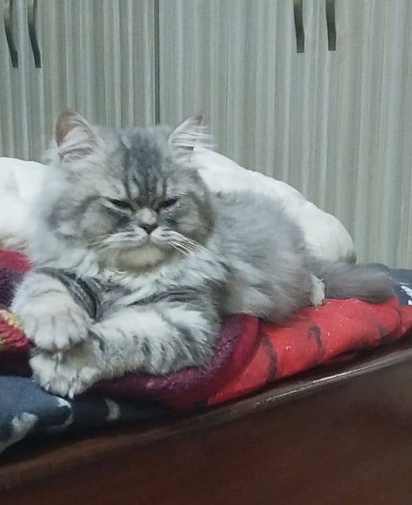 Grey Persian cat available for sale 2