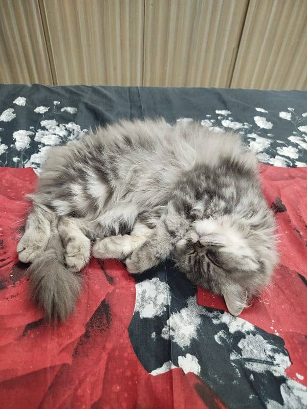 Grey Persian cat available for sale 3