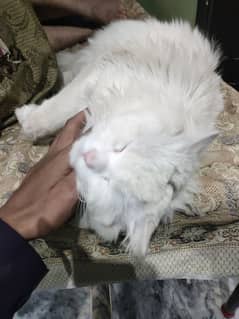 White Persian male cat odd eyes