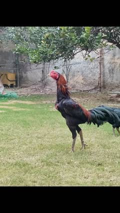 Thai pakoy chick's