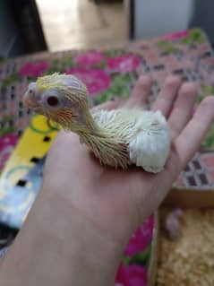 Cockatiel chiks for sale