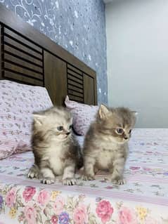 Beautiful Persian Pair Double Coated