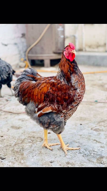 Ayam cemani,turkey birds,6 bharma chiks one month, 11