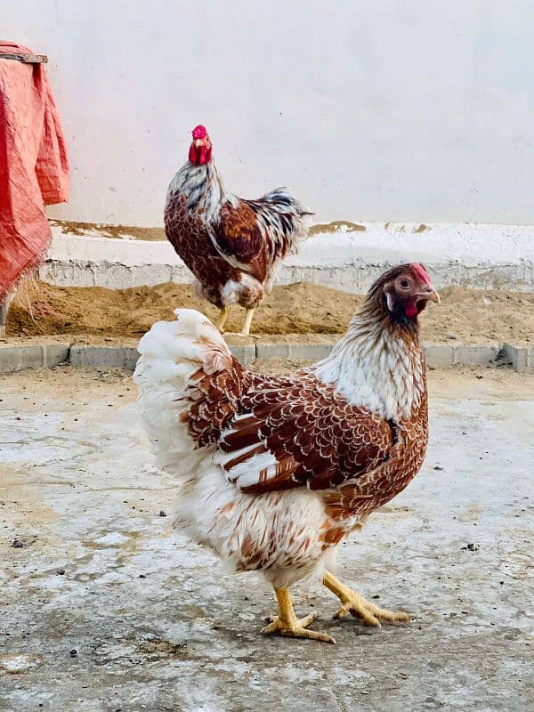 Ayam cemani,turkey birds,6 bharma chiks one month, 12