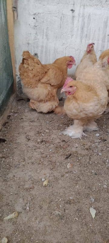 Ayam cemani,turkey birds,6 bharma chiks one month, 13