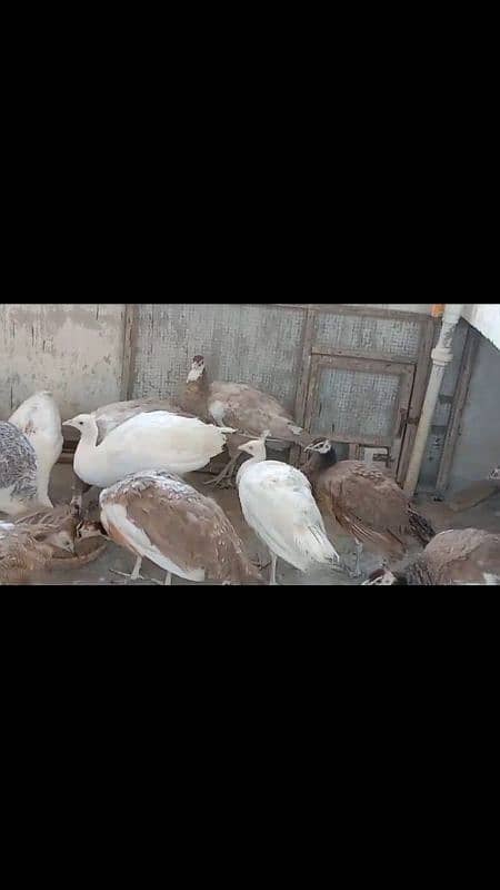 Ayam cemani,turkey birds,6 bharma chiks one month, 14