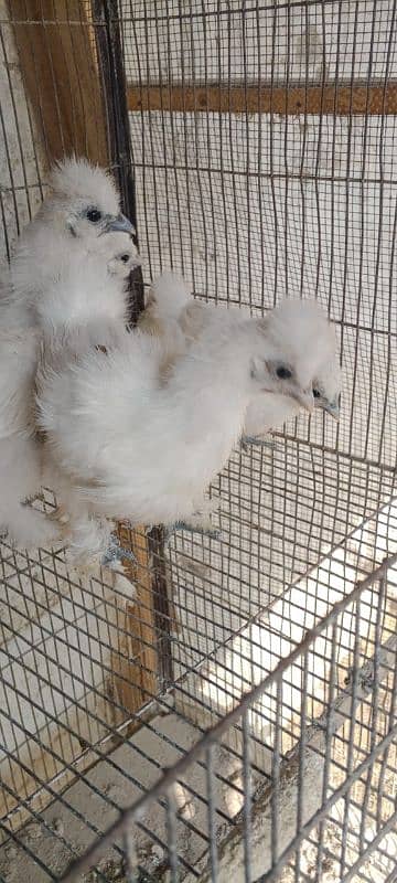 Ayam cemani,turkey birds,6 bharma chiks one month, 15