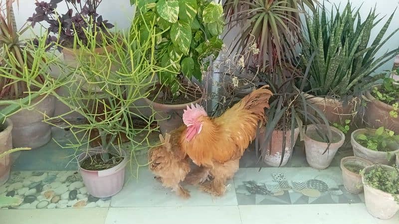 Ayam cemani,turkey birds,6 bharma chiks one month, 16