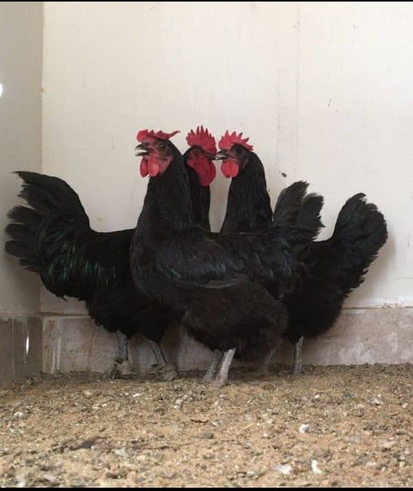 Ayam cemani,turkey birds,6 bharma chiks one month, 17